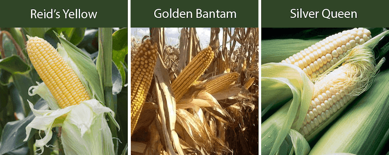 reids yellow corn golden bantam corn silver queen corn varieties